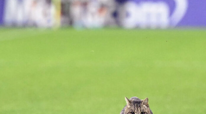 Calcio proteste no gatto sì. L'invasione a Fiorentina Roma