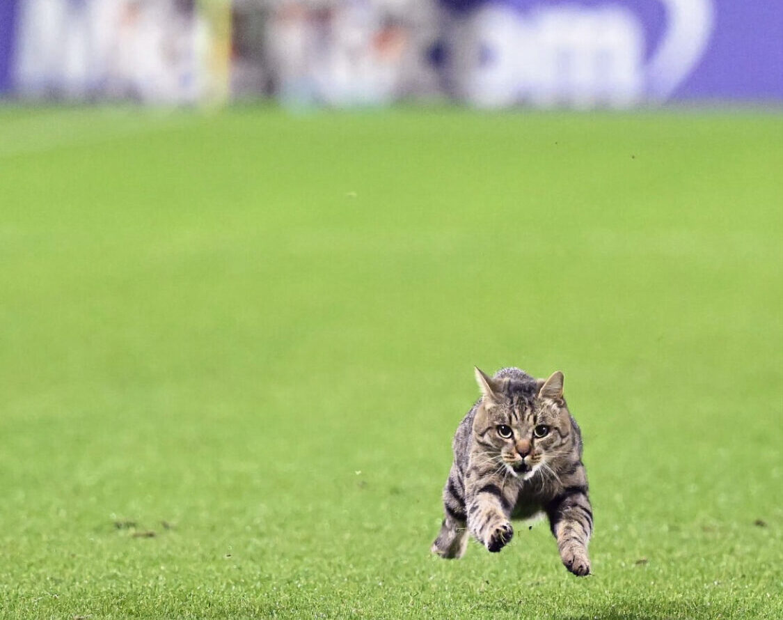 Football protests no cat yes.